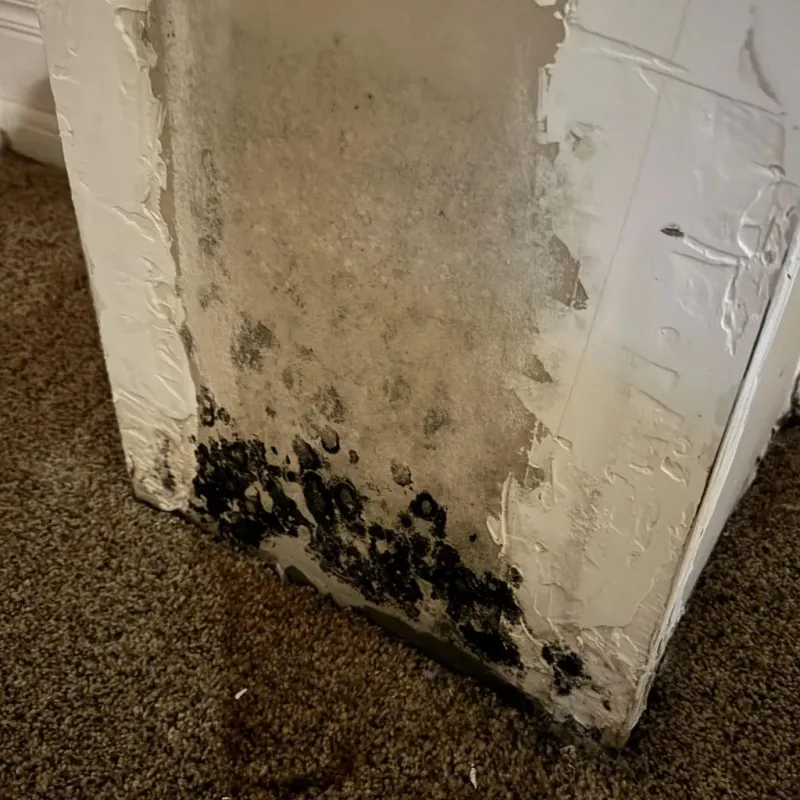Professional Mold Removal in Little River-Academy, TX